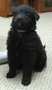 Ella at 6 weeks old during our first visit.