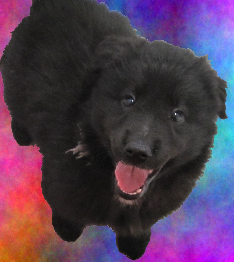 Our Ella at 7 weeks old after having her Puppy Aptitude Test